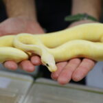 12.10.2024. Kielce, Event Terrarystyczny i Botaniczny DRAGON EXPO / Fot. Wiktor Taszłow - Radio Kielce