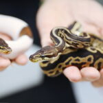 12.10.2024. Kielce, Event Terrarystyczny i Botaniczny DRAGON EXPO / Fot. Wiktor Taszłow - Radio Kielce