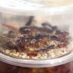 12.10.2024. Kielce, Event Terrarystyczny i Botaniczny DRAGON EXPO / Fot. Wiktor Taszłow - Radio Kielce