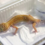 12.10.2024. Kielce, Event Terrarystyczny i Botaniczny DRAGON EXPO / Fot. Wiktor Taszłow - Radio Kielce