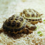 12.10.2024. Kielce, Event Terrarystyczny i Botaniczny DRAGON EXPO / Fot. Wiktor Taszłow - Radio Kielce