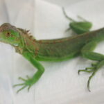 12.10.2024. Kielce, Event Terrarystyczny i Botaniczny DRAGON EXPO / Fot. Wiktor Taszłow - Radio Kielce