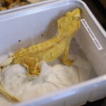 12.10.2024. Kielce, Event Terrarystyczny i Botaniczny DRAGON EXPO / Fot. Wiktor Taszłow - Radio Kielce