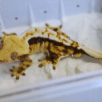 12.10.2024. Kielce, Event Terrarystyczny i Botaniczny DRAGON EXPO / Fot. Wiktor Taszłow - Radio Kielce