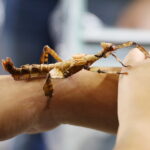 12.10.2024. Kielce, Event Terrarystyczny i Botaniczny DRAGON EXPO / Fot. Wiktor Taszłow - Radio Kielce