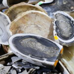 Niezwykłe kamienie na kieleckiej giełdzie minerałów