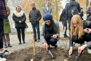 25.10.2024. Starachowice. Sadzenie cebulek żonkili w ramach Dni Pamięci / Fot. Anna Głąb - Radio Kielce