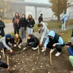 25.10.2024. Starachowice. Sadzenie cebulek żonkili w ramach Dni Pamięci / Fot. Anna Głąb - Radio Kielce