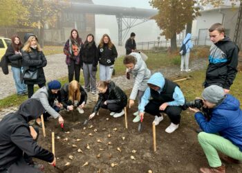 25.10.2024. Starachowice. Sadzenie cebulek żonkili w ramach Dni Pamięci / Fot. Anna Głąb - Radio Kielce