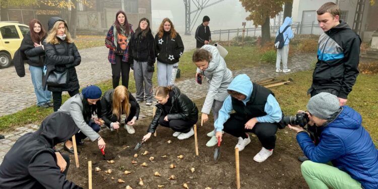 25.10.2024. Starachowice. Sadzenie cebulek żonkili w ramach Dni Pamięci / Fot. Anna Głąb - Radio Kielce