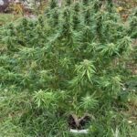 Uprawiał za domem i na strychu konopie