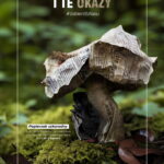 Papierzak szkaradny czy puszynka leśna to grzyby wygenerowane przez AI - Radio Kielce źródło: Lasy Państwowe