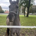 Konie szkoły rolniczej w Sandomierzu / Fot. Grażyna Szlęzak - Radio Kielce