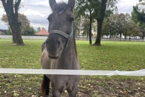 Konie szkoły rolniczej w Sandomierzu / Fot. Grażyna Szlęzak - Radio Kielce