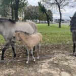 Konie wróciły do szkoły w Sandomierzu