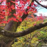Muzyczne podróże przez świat. Japonia. Nikko / Fot. Danuta Rasała