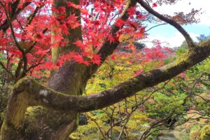 Muzyczne podróże przez świat. Japonia. Nikko / Fot. Danuta Rasała