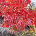 Muzyczne podróże przez świat. Japonia. Nikko / Fot. Danuta Rasała