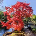 Muzyczne podróże przez świat. Japonia. Himeji / Fot. Danuta Rasała