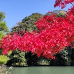 Muzyczne podróże przez świat. Japonia. Himeji / Fot. Danuta Rasała