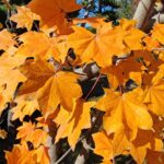 Muzyczne podróże przez świat. Japonia. Himeji / Fot. Danuta Rasała