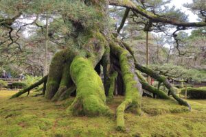 Muzyczne podróże przez świat. Japonia. Kanazawa / Fot. Danuta Rasała