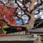 Muzyczne podróże przez świat. Japonia. Takayama / Fot. Danuta Rasała