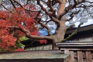 Muzyczne podróże przez świat. Japonia. Takayama / Fot. Danuta Rasała