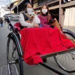 Muzyczne podróże przez świat. Japonia. Takayama / Fot. Danuta Rasała