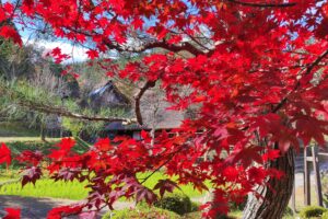 Muzyczne podróże przez świat. Japonia. Takayama - skansen / Fot. Danuta Rasała