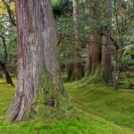 Muzyczne podróże przez świat. Japonia. Nata-Dera / Fot. Danuta Rasała