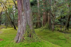 Muzyczne podróże przez świat. Japonia. Nata-Dera / Fot. Danuta Rasała