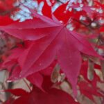 Muzyczne podróże przez świat. Japonia. Kioto / Fot. Danuta Rasała