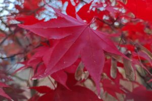 Muzyczne podróże przez świat. Japonia. Kioto / Fot. Danuta Rasała