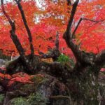Muzyczne podróże przez świat. Japonia. Kioto / Fot. Danuta Rasała