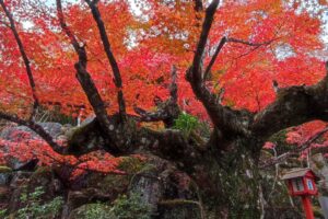 Muzyczne podróże przez świat. Japonia. Kioto / Fot. Danuta Rasała