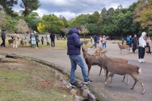 Muzyczne podróże przez świat. Japonia. Nara / Fot. Danuta Rasała