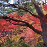 Muzyczne podróże przez świat. Japonia. Okoyama / Fot. Danuta Rasała