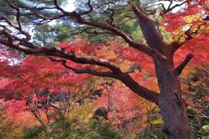 Muzyczne podróże przez świat. Japonia. Okoyama / Fot. Danuta Rasała