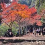 Muzyczne podróże przez świat. Japonia. Miyajima / Fot. Danuta Rasała