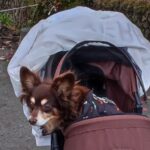 Muzyczne podróże przez świat. Japonia. Kioto / Fot. Danuta Rasała