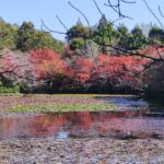 Muzyczne podróże przez świat. Japonia. Kioto / Fot. Danuta Rasała