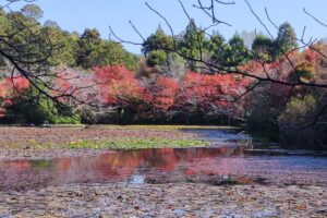 Muzyczne podróże przez świat. Japonia. Kioto / Fot. Danuta Rasała