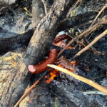 Fot. Klub Małego Trapera. / Fot. DK Małogoszcz