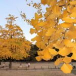 Muzyczne podróże przez świat. Japonia. Okoyama / Fot. Danuta Rasała