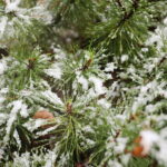 18.11.2024 Kielce. Pierwszy Śnieg / Fot. Wiktor Taszłow - Radio Kielce