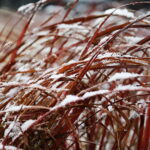 18.11.2024 Kielce. Pierwszy Śnieg / Fot. Wiktor Taszłow - Radio Kielce