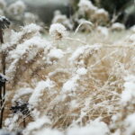 18.11.2024 Kielce. Pierwszy Śnieg / Fot. Wiktor Taszłow - Radio Kielce