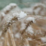 18.11.2024 Kielce. Pierwszy Śnieg / Fot. Wiktor Taszłow - Radio Kielce