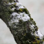 18.11.2024 Kielce. Pierwszy Śnieg / Fot. Wiktor Taszłow - Radio Kielce